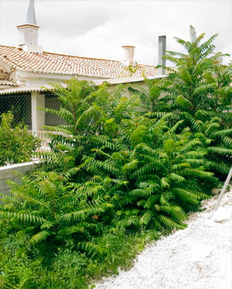 Ailanthus altissima, especie invasora