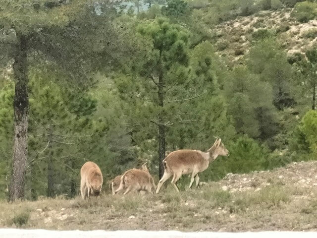 Cabras Montesas
