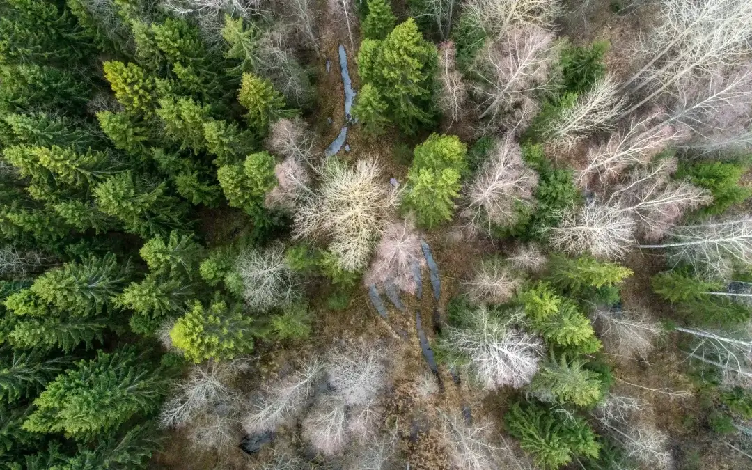 PATFOR. Plan de Acción Territorial Forestal de la Comunitat Valenciana