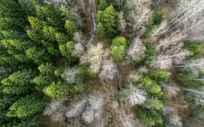 PATFOR. Plan de Acción Territorial Forestal de la Comunitat Valenciana